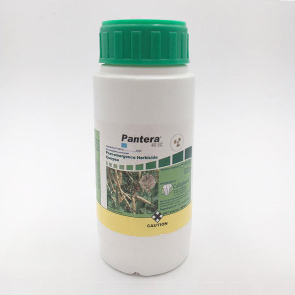 areca palm bush Dypsis lutescens | Areca Palm